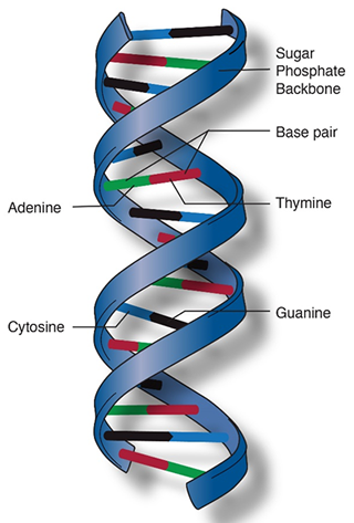 Diagram of DNA double helix