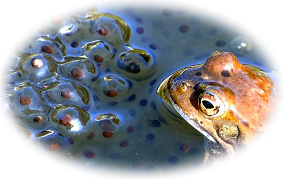 Frog spawn and development stages animation