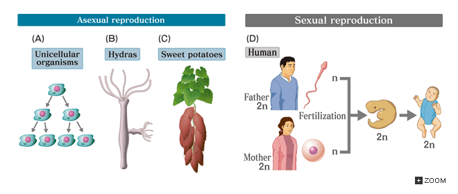 Comparison of asexual and sexual reproduction
